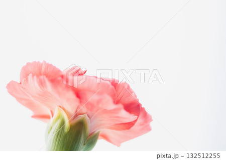 カーネーションの赤い花を白背景で撮影19 132512255