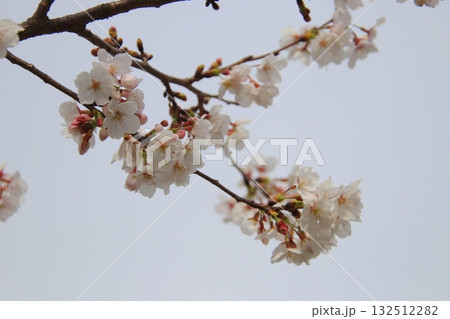 満開の桜 132512282