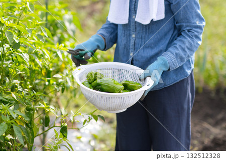 野菜の収穫をする女性 132512328