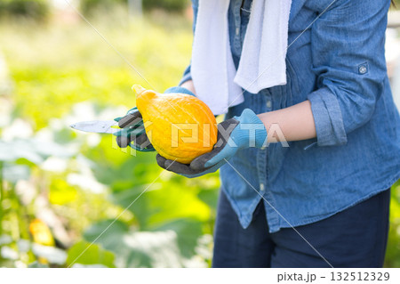 野菜の収穫をする女性 野菜の収穫をする女性 132512329