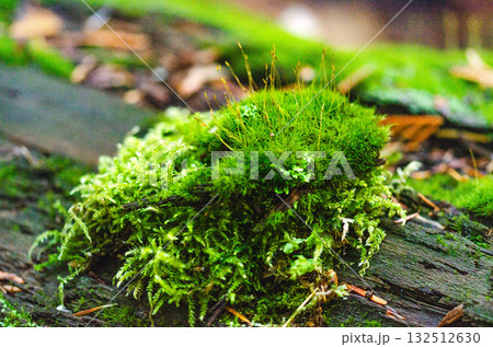 Green Moss Growing on Old Wood in Forest 132512630