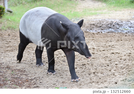 歩くマレーバク 132512660