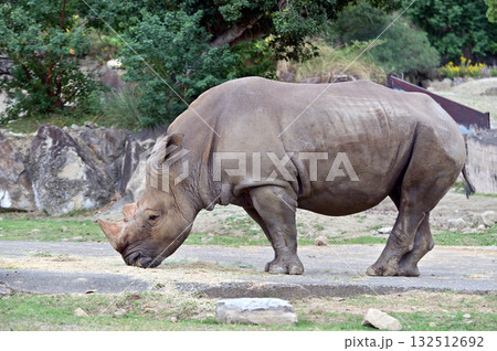 草を食べるミナミシロサイ 132512692