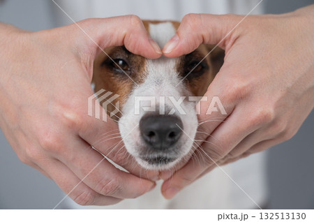 Owner holds her hands in the shape of a heart near the face of her Jack Russell Terrier.  132513130
