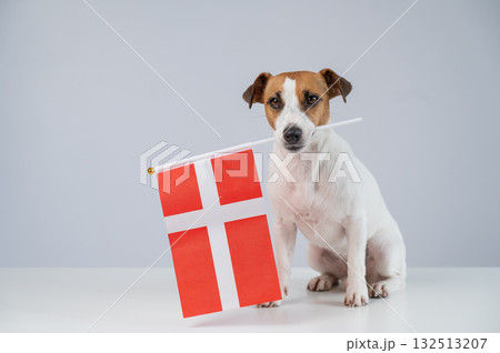 Jack Russell Terrier dog holding a Danish flag on a white background. Jack Russell Terrier dog holding a Danish flag on a white background. 132513207