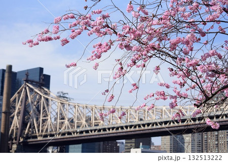 クイーンズボロ橋と都会を彩る花々 132513222