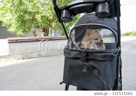 Cute spitz dog in pet stroller outdoors. Cute spitz dog in pet stroller outdoors. 132513262