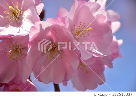 ニューヨークの春を彩る:鮮やかなピンクの花のクローズアップ ニューヨークの春を彩る:鮮やかなピンクの花のクローズアップ 132513337