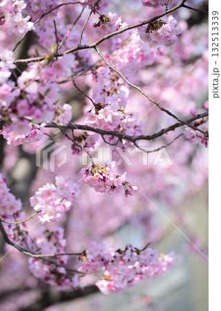 ニューヨークの春を彩る：鮮やかなピンクの花のクローズアップ 132513339