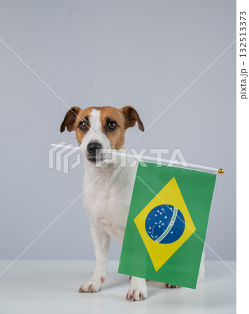 Jack Russell Terrier dog holding a Brazilian flag on a white background.  132513373