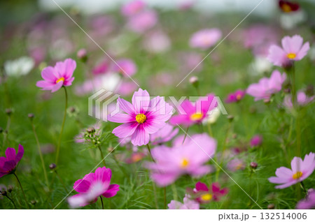 秋風に揺れるコスモス畑（やさしいピンクの花が咲く季節の風景） 132514006