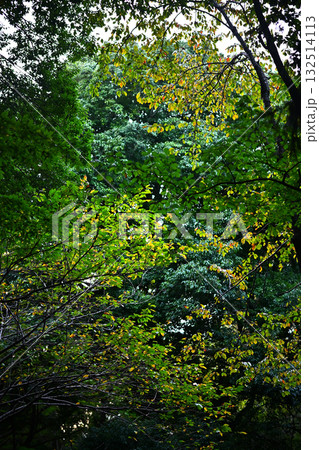 森　森林イメージ 132514113