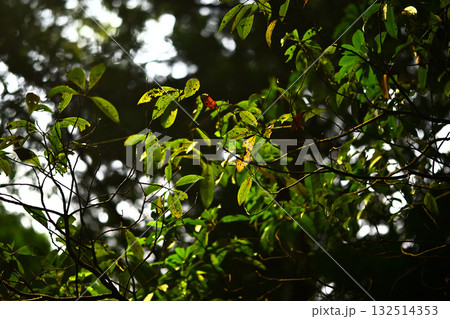 森　森林イメージ　陽射し 132514353