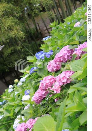 紫陽花 132514360
