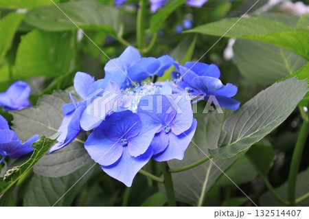 紫陽花 132514407