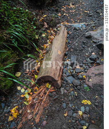 長野県八ヶ岳北横岳地面に埋まる倒木 132514457