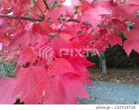 北海道 帯広 真鍋庭園の紅葉 2025年10月下旬 北海道 帯広 真鍋庭園の紅葉 2025年10月下旬 132514716