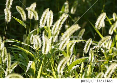 光る猫じゃらし（雑草だって輝く） 132514821