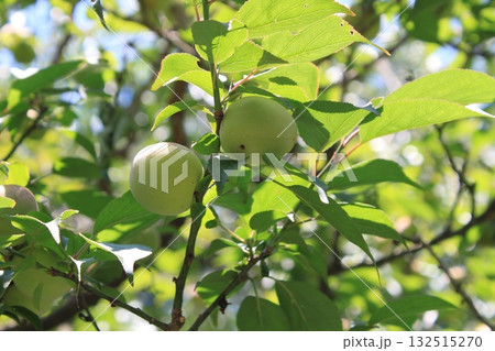 青い梅の実 青い梅の実 132515270