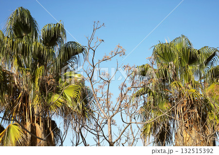 Tropical palm trees against a bright blue sky 132515392