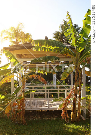 Palm leaves and tropical plants under clear sky 132515409