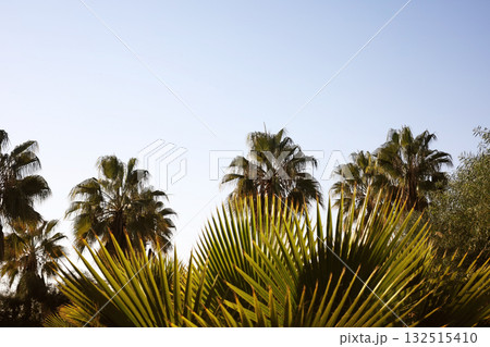 Flowering branches and palm leaves in sunlight 132515410