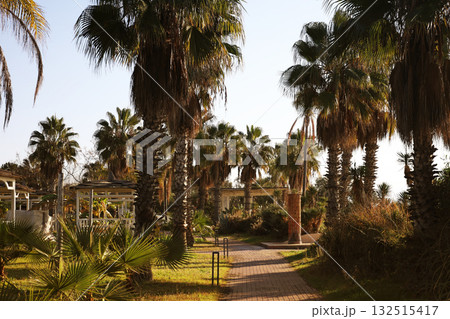 Sunlit path with palm trees and gazebos 132515417