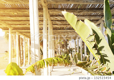 Bamboo pergola with tropical plants in sunlight Bamboo pergola with tropical plants in sunlight 132515454