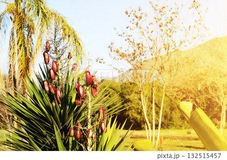 Close-up of tropical plant with red fruits Close-up of tropical plant with red fruits 132515457