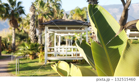 White gazebo surrounded by tropical plants in a garden White gazebo surrounded by tropical plants in a garden 132515460