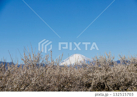 梅の花の向こうに見える冠雪した富士山 梅の花の向こうに見える冠雪した富士山 132515703