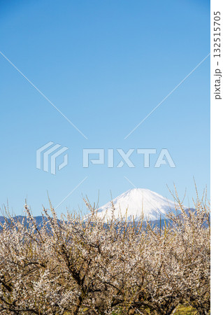 春の青空に映える白梅と冠雪した富士山 132515705