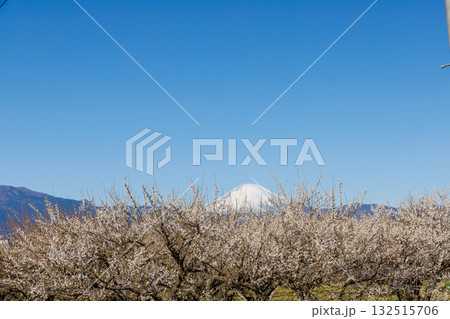梅園から望む冠雪した富士山 132515706