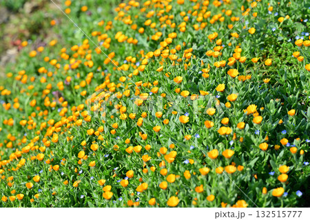 早春の春を彩る　黄花の群生　花桃の里　東秩父村　　　　 132515777