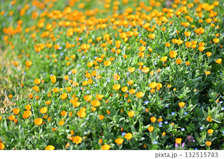 早春の春を彩る　黄花の群生　花桃の里　東秩父村　　　　 132515783