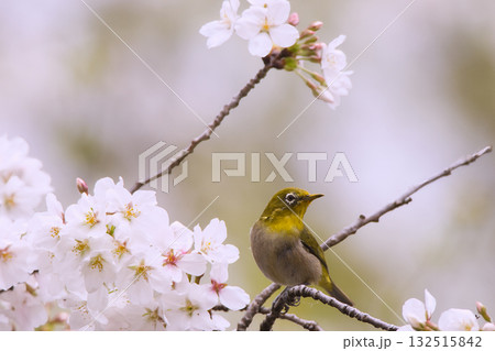 満開の桜の枝にとまるメジロ 132515842