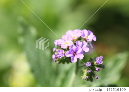 ヘリオトロピウムの花 132516109