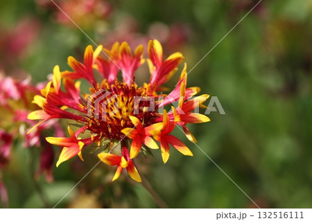 テンニンギクの花 132516111