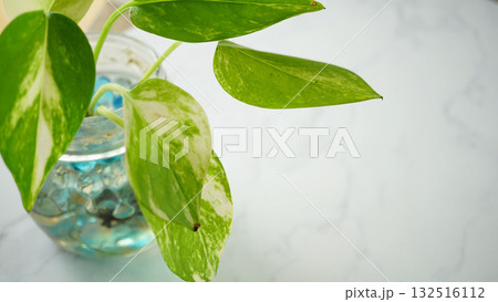 ポトスの葉と水耕栽培の背景素材 132516112