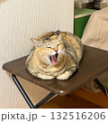 ミニテーブルであくびをするキジ猫 132516206