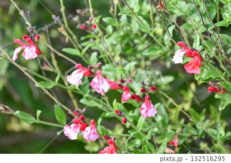 サルビア・ミクロフィラ　Cherry Sage 132516295