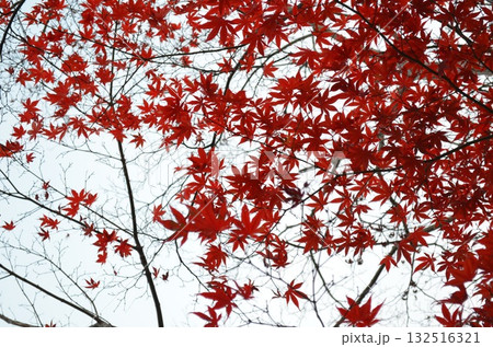 曇り空の下の紅葉 132516321