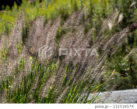道端に生えているチカラシバ 132516574