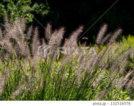 道端に生えているチカラシバ 132516576