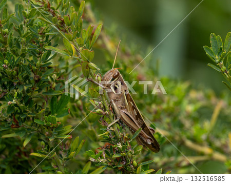 メドハギにとまっているツチイナゴ 132516585