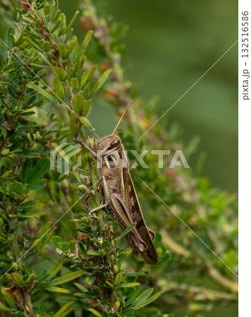 メドハギにとまっているツチイナゴ 132516586