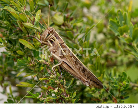 メドハギにとまっているツチイナゴ 132516587