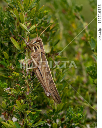 メドハギにとまっているツチイナゴ 132516588