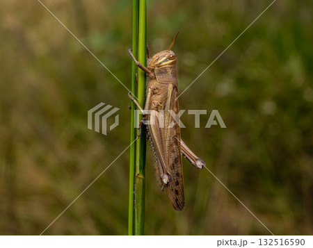 ススキの茎にとまっているツチイナゴ ススキの茎にとまっているツチイナゴ 132516590