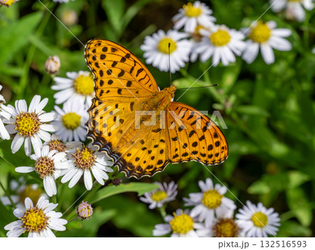 ノコンギクの花にとまるオスのツマグロヒョウモン 132516593